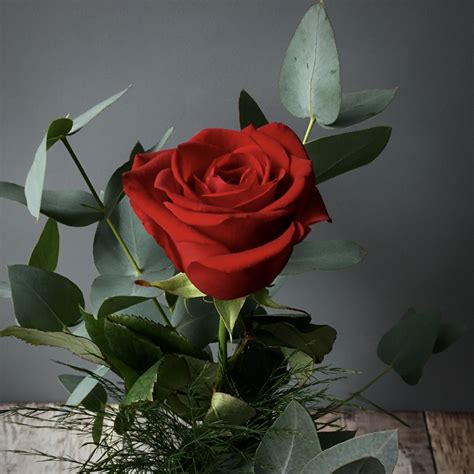 Single Red Rose Vase £20 Ammi Flowers