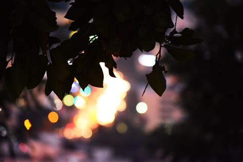 Wallpaper Sunlight Leaves City Night Silhouette Branch Bokeh