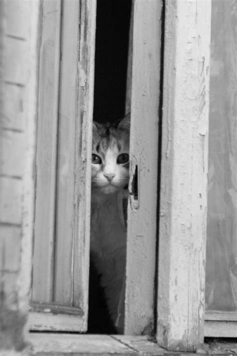 Sologatos 31605 Cat At The Window By Andrey Tokarev Crazy Cats Big Cats Cute Cats Cats And