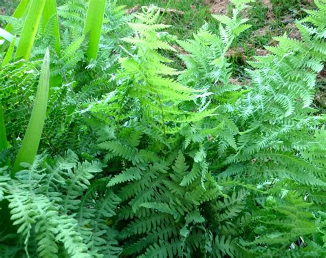 the back quarter acre: Ferns: big deal, little deal, or no 