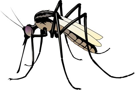 Mosquito Clip Art Mosquito Png Download 800538 Free Transparent