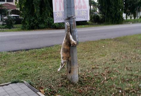 Photos Of Dead Cat Hanging From A Lamp Post Angers Netizens Coconuts