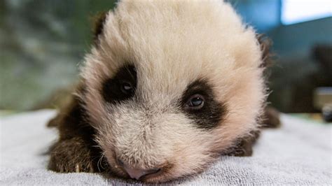 Panda Alert The National Zoos Panda Cub Turns 11 Weeks Old On Friday
