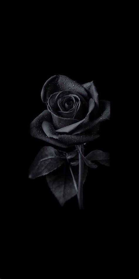 Black Rose Wallpaper En
