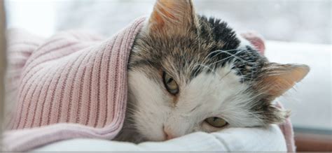 Nah demikian artikel tentang tanda kucing mau mati, semoga bisa bermanfaat. Mengetahui 10 Tanda Tanda Kucing Akan Mati