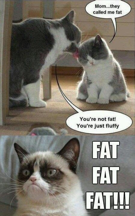 Grumpy Cat Grumpy Cat Quotes Funny Grumpy Cat Memes Cat Jokes Funny