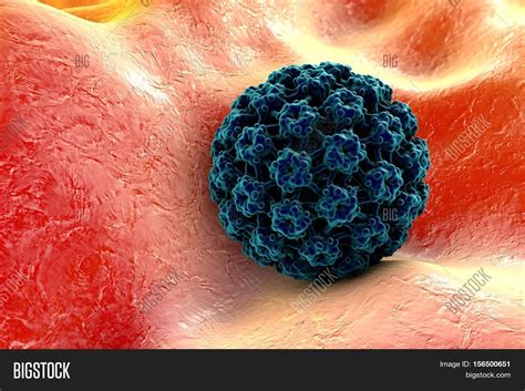 Human Papillomavirus Image And Photo Free Trial Bigstock