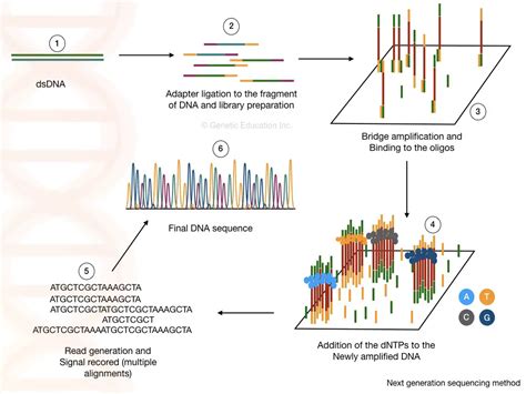 Dna Sequencing History Steps Methods Applications And Limitations