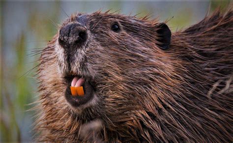 Beaver History And Some Interesting Facts