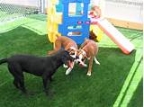 Park Cities Obedience School Images