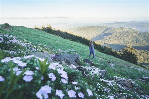 Oregon Wildflowers Wildflower Hikes In Oregon