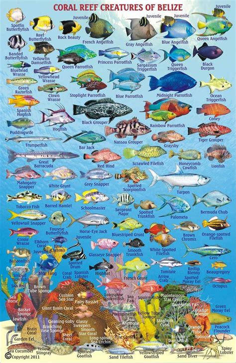 Fish Chart Belize Scuba Diving