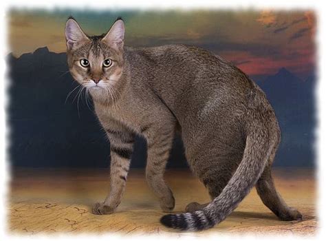 We did not find results for: Чаузи кошка фото и описание породы Chausie cat