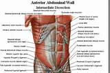 Photos of Abdominal Muscles Core