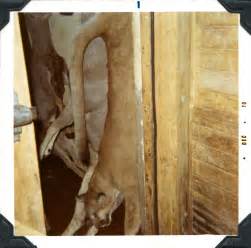 Photograph Of Large Cougar Killed In 1970 The Portal To Texas History
