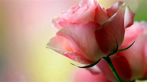 Rose Pink Roses Hd Wallpapers Desktop And Mobile Images And Photos