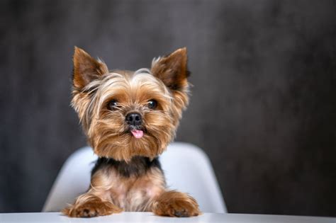 Wet is a great options and often you can find the wet version of whatever dry food the yorkie may have been eating before and/or you want to switch him to. 9 Best Dog Food For Yorkies in 2021