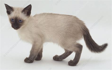 Lilac Point Siamese Kitten Stock Image C0517668 Science Photo