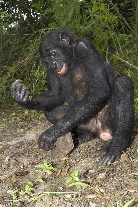 Female Bonobo Ape Stock Image Z912 0192 Science Photo Library