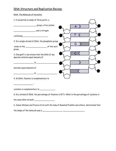 Dna Structure And Replication Worksheet Answers Key — Db