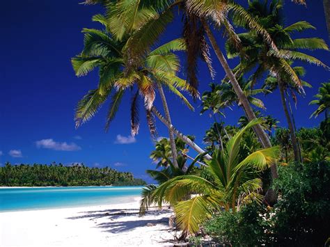Maybe you would like to learn more about one of these? Beautiful Wallpapers for Desktop: Palm tree wallpapers hd