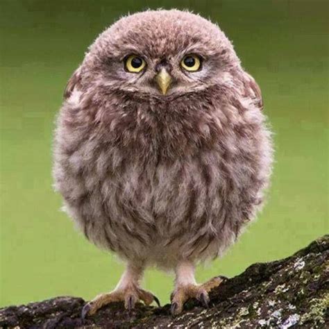 ~fluffy Little Owl~so Cute~ Owl Baby Owls Pet Birds