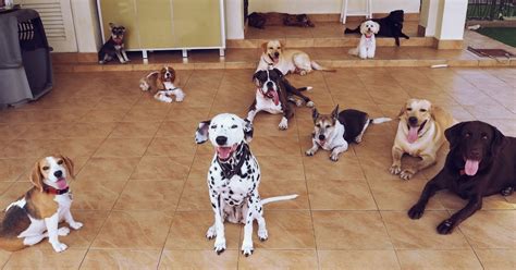About 0% of these are machining. 10 Home Boarding Services For Your Pets That Are Based In ...