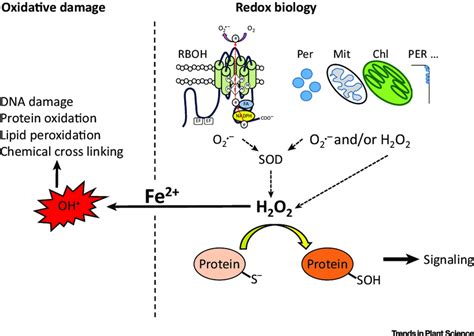 Ros And Redox Biology Ros Produced By Respiratory Burst Oxidase