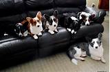 Looking for a corgi puppy or dog in pearland, texas ? Cardigan Welsh Corgi - Puppies, Rescue, Pictures ...