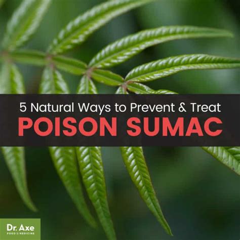 Poison Sumac Symptoms 5 Natural Treatments Dr Axe