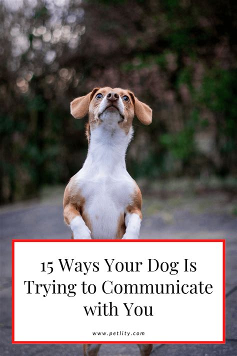 15 Ways Dogs Communicate With You Dog Body Language Hyper Dog Dogs