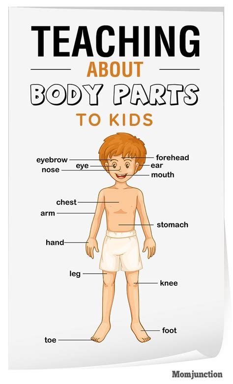 Body parts with pictures and names. Pin on Kids Learning Ideas