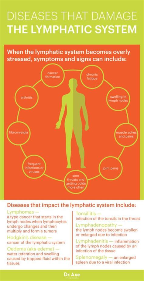 Lymphatic System How To Make It Strong And Effective Lymphatic System