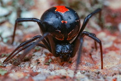 Is The Black Widow The Deadliest Spider The Two Most Dangerous