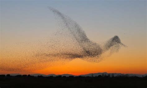 6 Twitter Birds In The Sky Murmuration World Photography
