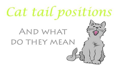 Cat Tail Position Meanings Catological