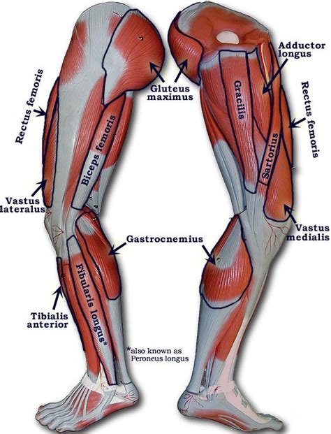 Leg Muscles Diagram Simple Lower Leg Muscle Chart Leg Muscle