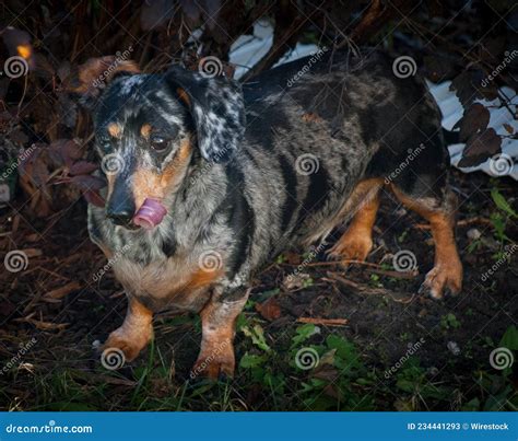 Closeup Of A Funny Marble Dachshund Breed Dog Hunting Outdoors Stock