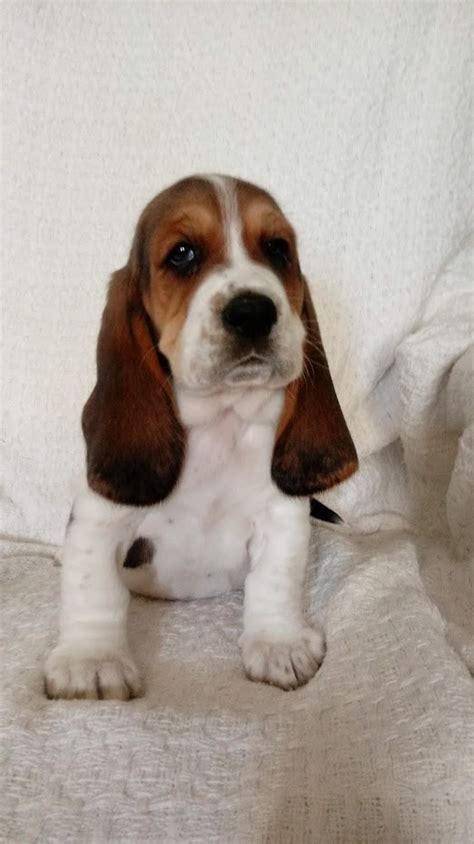 California basset hound puppies, stockton, california. Basset Hound Puppies For Sale | Wilkesboro, NC #317083