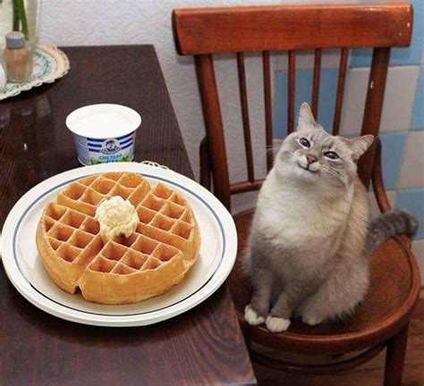 Pancake Cat Blank Template Imgflip