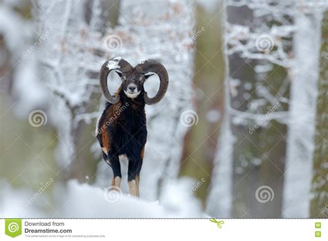 Mouflon Orientalis Dovis Scène Dhiver Avec La Neige Dans La Forêt