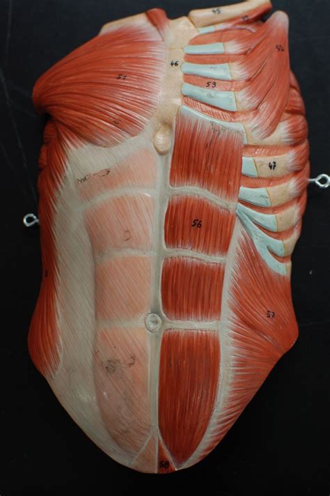 Browse 3,756 upper body anatomy stock photos and images available, or search for torso body to find more great stock photos and pictures. Human Anatomy Lab: Muscles of the Torso