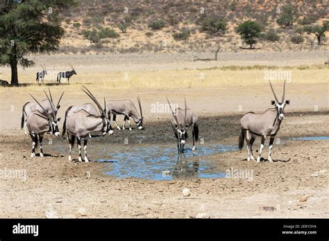 Gemsbok Or Gemsbuck Oryx Gazella Drinking In A Large Rain Puddle Kgalagadi Transfrontier Park