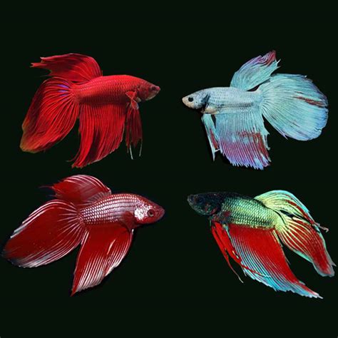 Male Siamese Fighting Fish Mcmerwe Cape Town South Africa