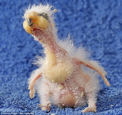 Meet Nelson The Baby Parrot That Could Be The Ugliest Bird In The