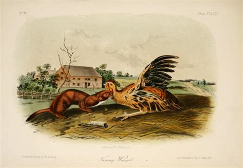 John James Audubon 1785—1851 The Quadrupeds Of North America 1851