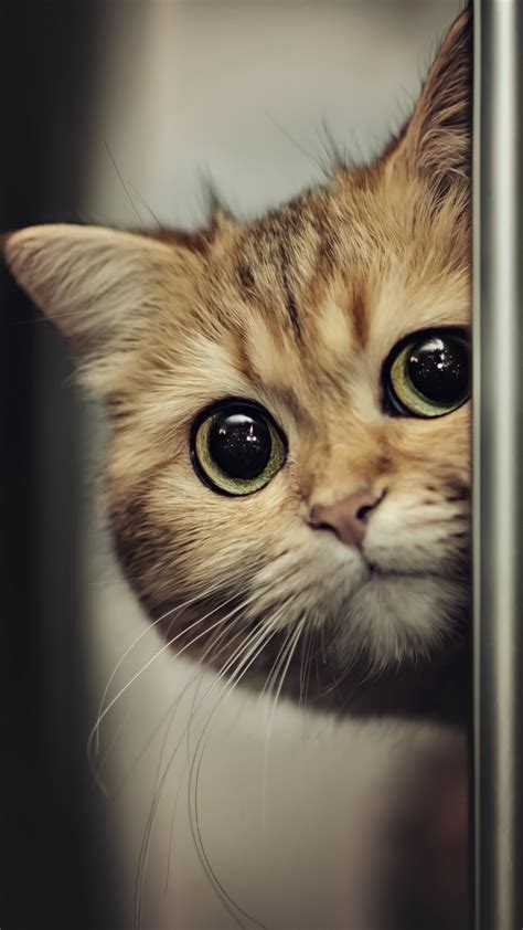 Light Brown Cat Face Is Reflecting On Mirror 4k Hd Cat Wallpapers Hd
