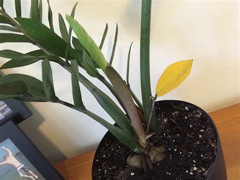Indoor Zz Plant With One Leaf Turning Yellow Backyard