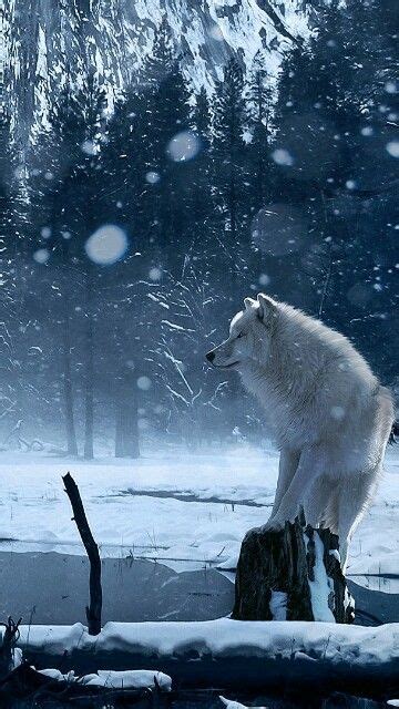 Pin By Лю On Animals Pinterest Wolf Animal And Dog