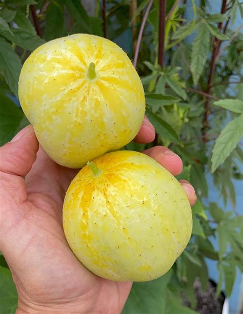 Lemon Cucumbers First Pick This Season Rgardening
